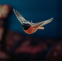 Deco Bird - fliegender Gartenrotschwanz