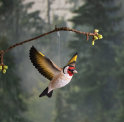 Deco Bird - fliegender Stieglitz