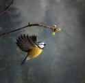 Deco Bird - fliegende Blaumeise