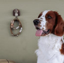 Wall Hook Springer Spaniel